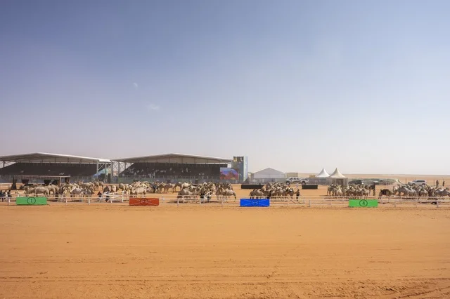 Camel beauty contests, King Abdulaziz Camel Festival, Kingdom of Saudi Arabia, a major national heritage event, wide participation from camel owners, shows and auctions, cultural and heritage activities, festive atmosphere reflecting the authenticity of Saudi heritage.