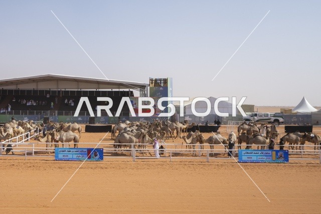مسابقات وجمال الإبل، مهرجان الملك عبدالعزيز لمزاين الإبل، المملكة العربية السعودية، فعالية تراثية وطنية كبرى، مشاركة واسعة من ملاك الإبل، عروض ومزادات، أنشطة ثقافية وتراثية، أجواء احتفالية تعكس أصالة الموروث السعودي