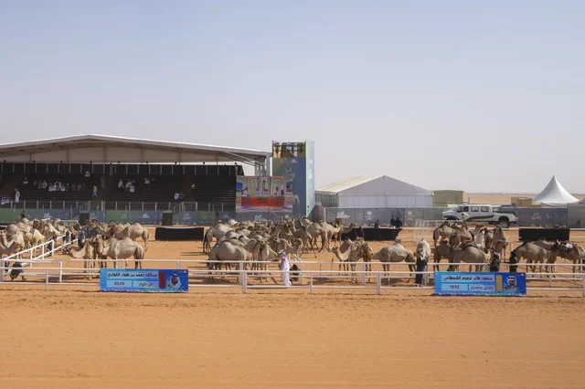 Camel beauty contests, King Abdulaziz Camel Festival, Kingdom of Saudi Arabia, a major national heritage event, wide participation from camel owners, shows and auctions, cultural and heritage activities, festive atmosphere reflecting the authenticity of Saudi heritage.