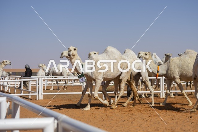 مسابقات وجمال الإبل، مهرجان الملك عبدالعزيز لمزاين الإبل، المملكة العربية السعودية، فعالية تراثية وطنية كبرى، مشاركة واسعة من ملاك الإبل، عروض ومزادات، أنشطة ثقافية وتراثية، أجواء احتفالية تعكس أصالة الموروث السعودي
