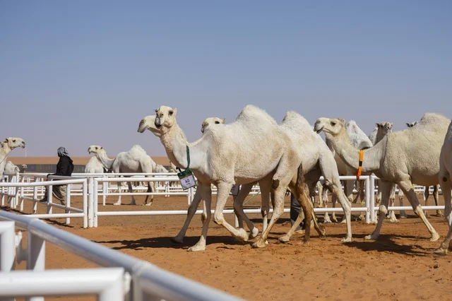 Camel beauty contests, King Abdulaziz Camel Festival, Kingdom of Saudi Arabia, a major national heritage event, wide participation from camel owners, shows and auctions, cultural and heritage activities, festive atmosphere reflecting the authenticity of Saudi heritage.