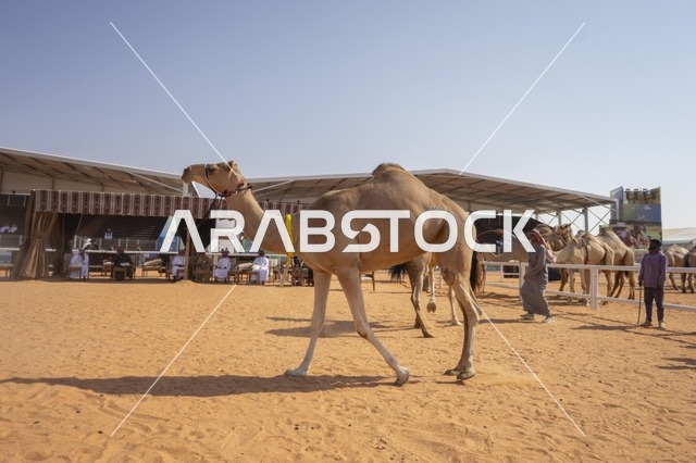 مسابقات وجمال الإبل، مهرجان الملك عبدالعزيز لمزاين الإبل، المملكة العربية السعودية، فعالية تراثية وطنية كبرى، مشاركة واسعة من ملاك الإبل، عروض ومزادات، أنشطة ثقافية وتراثية، أجواء احتفالية تعكس أصالة الموروث السعودي