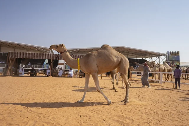 Camel beauty contests, King Abdulaziz Camel Festival, Kingdom of Saudi Arabia, a major national heritage event, wide participation from camel owners, shows and auctions, cultural and heritage activities, festive atmosphere reflecting the authenticity of Saudi heritage.