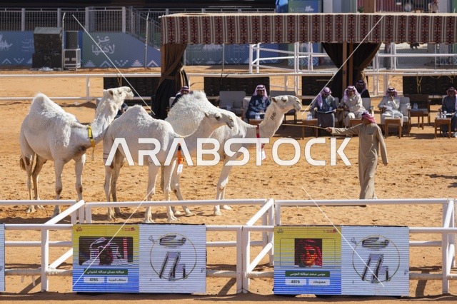 مسابقات وجمال الإبل، مهرجان الملك عبدالعزيز لمزاين الإبل، المملكة العربية السعودية، فعالية تراثية وطنية كبرى، مشاركة واسعة من ملاك الإبل، عروض ومزادات، أنشطة ثقافية وتراثية، أجواء احتفالية تعكس أصالة الموروث السعودي