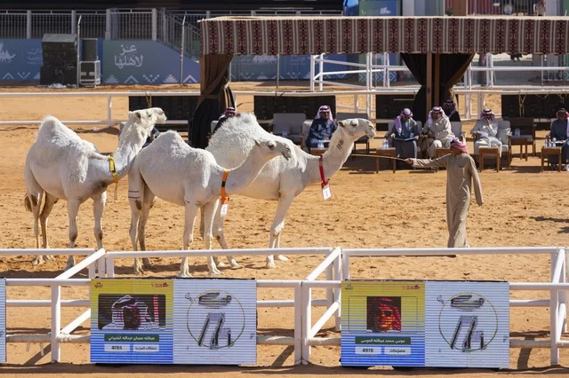 Camel beauty contests, King Abdulaziz Camel Festival, Kingdom of Saudi Arabia, a major national heritage event, wide participation from camel owners, shows and auctions, cultural and heritage activities, festive atmosphere reflecting the authenticity of Saudi heritage.