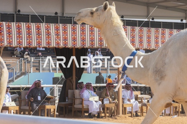 مسابقات وجمال الإبل، مهرجان الملك عبدالعزيز لمزاين الإبل، المملكة العربية السعودية، فعالية تراثية وطنية كبرى، مشاركة واسعة من ملاك الإبل، عروض ومزادات، أنشطة ثقافية وتراثية، أجواء احتفالية تعكس أصالة الموروث السعودي