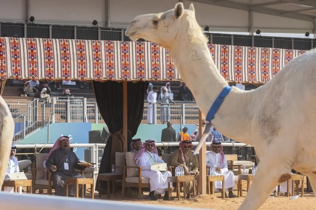 Camel beauty contests, King Abdulaziz Camel Festival, Kingdom of Saudi Arabia, a major national heritage event, wide participation from camel owners, shows and auctions, cultural and heritage activities, festive atmosphere reflecting the authenticity of Saudi heritage.