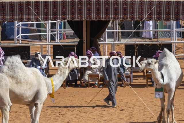 مسابقات وجمال الإبل، مهرجان الملك عبدالعزيز لمزاين الإبل، المملكة العربية السعودية، فعالية تراثية وطنية كبرى، مشاركة واسعة من ملاك الإبل، عروض ومزادات، أنشطة ثقافية وتراثية، أجواء احتفالية تعكس أصالة الموروث السعودي