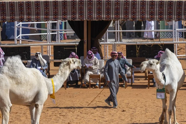 Camel beauty contests, King Abdulaziz Camel Festival, Kingdom of Saudi Arabia, a major national heritage event, wide participation from camel owners, shows and auctions, cultural and heritage activities, festive atmosphere reflecting the authenticity of Saudi heritage.