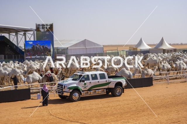 مسابقات وجمال الإبل، مهرجان الملك عبدالعزيز لمزاين الإبل، المملكة العربية السعودية، فعالية تراثية وطنية كبرى، مشاركة واسعة من ملاك الإبل، عروض ومزادات، أنشطة ثقافية وتراثية، أجواء احتفالية تعكس أصالة الموروث السعودي
