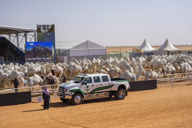 Camel beauty contests, King Abdulaziz Camel Festival, Kingdom of Saudi Arabia, a major national heritage event, wide participation from camel owners, shows and auctions, cultural and heritage activities, festive atmosphere reflecting the authenticity of Saudi heritage.