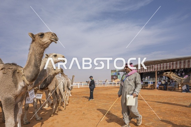 مسابقات وجمال الإبل، مهرجان الملك عبدالعزيز لمزاين الإبل، المملكة العربية السعودية، فعالية تراثية وطنية كبرى، مشاركة واسعة من ملاك الإبل، عروض ومزادات، أنشطة ثقافية وتراثية، أجواء احتفالية تعكس أصالة الموروث السعودي