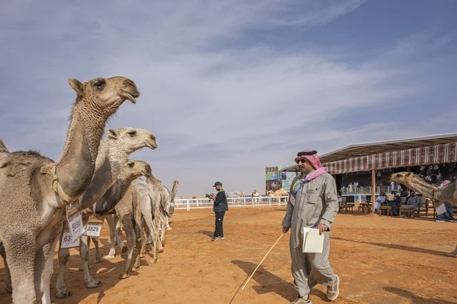 مسابقات وجمال الإبل، مهرجان الملك عبدالعزيز لمزاين الإبل، المملكة العربية السعودية، فعالية تراثية وطنية كبرى، مشاركة واسعة من ملاك الإبل، عروض ومزادات، أنشطة ثقافية وتراثية، أجواء احتفالية تعكس أصالة الموروث السعودي