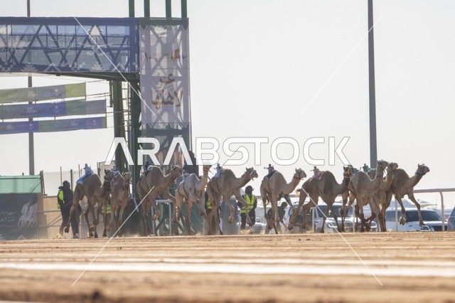 مسابقات وجمال الإبل، مهرجان الملك عبدالعزيز لمزاين الإبل، المملكة العربية السعودية، فعالية تراثية وطنية كبرى، مشاركة واسعة من ملاك الإبل، عروض ومزادات، أنشطة ثقافية وتراثية، أجواء احتفالية تعكس أصالة الموروث السعودي