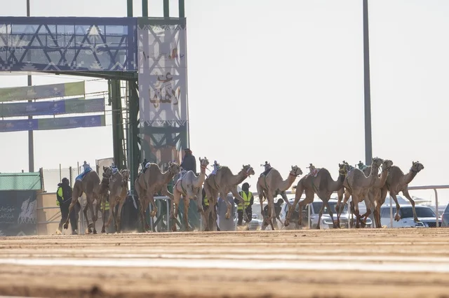 Camel beauty contests, King Abdulaziz Camel Festival, Kingdom of Saudi Arabia, a major national heritage event, wide participation from camel owners, shows and auctions, cultural and heritage activities, festive atmosphere reflecting the authenticity of Saudi heritage.