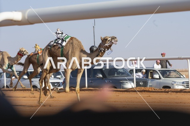 مسابقات وجمال الإبل، مهرجان الملك عبدالعزيز لمزاين الإبل، المملكة العربية السعودية، فعالية تراثية وطنية كبرى، مشاركة واسعة من ملاك الإبل، عروض ومزادات، أنشطة ثقافية وتراثية، أجواء احتفالية تعكس أصالة الموروث السعودي