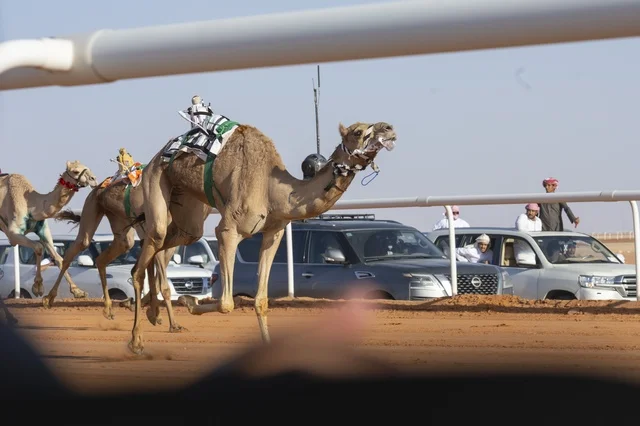 Camel beauty contests, King Abdulaziz Camel Festival, Kingdom of Saudi Arabia, a major national heritage event, wide participation from camel owners, shows and auctions, cultural and heritage activities, festive atmosphere reflecting the authenticity of Saudi heritage.