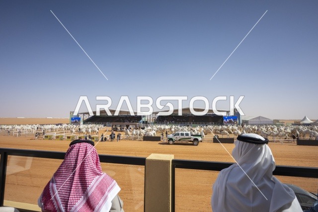 تفاعل ملاك الابل في مهرجان الملك عبدالعزيز لمزاين الإبل، المملكة العربية السعودية، فعالية تراثية وطنية كبرى، مشاركة واسعة من ملاك الإبل، عروض ومزادات، أنشطة ثقافية وتراثية، مسابقات وجمال الإبل، أجواء احتفالية تعكس أصالة الموروث السعودي