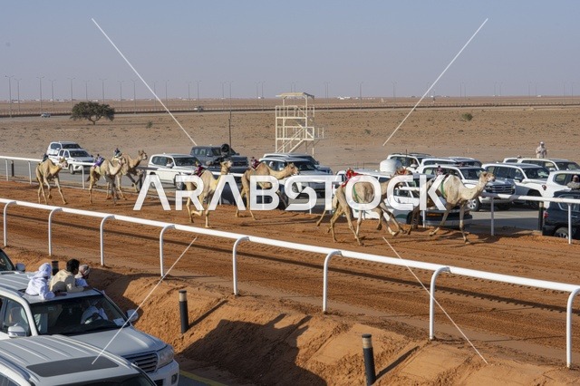 حركة مرور السيارات على الطريق الخارجي  لمهرجان الملك عبدالعزيز لمزاين الإبل، المملكة العربية السعودية، فعالية تراثية وطنية كبرى، مشاركة واسعة من ملاك الإبل، عروض ومزادات، أنشطة ثقافية وتراثية، مسابقات وجمال الإبل، أجواء احتفالية تعكس أصالة الموروث السعودي