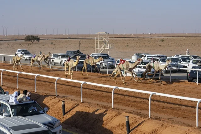 Traffic of cars on the external road for the King Abdulaziz Festival for Camel Beauty, Kingdom of Saudi Arabia, a major national heritage event, with wide participation from camel owners, shows and auctions, cultural and heritage activities, competitions and the beauty of camels, festive atmosphere reflecting the authenticity of the Saudi heritage.
