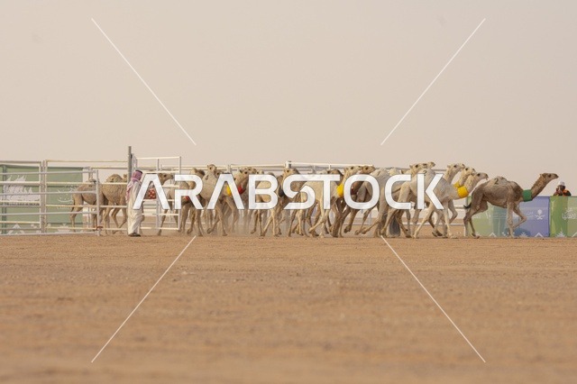 مسابقات وجمال الإبل، مهرجان الملك عبدالعزيز لمزاين الإبل، المملكة العربية السعودية، فعالية تراثية وطنية كبرى، مشاركة واسعة من ملاك الإبل، عروض ومزادات، أنشطة ثقافية وتراثية، أجواء احتفالية تعكس أصالة الموروث السعودي