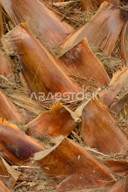 صورة مقربة لجذع النخله ، مزارع النخيل في المملكة العربية السعودية ، التشجير ، جذع شجرة النخيل