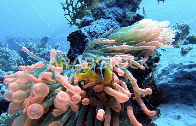 صورة مقربة من داخل حوض فقيه أكواريوم في جدة بالمملكة العربية السعودية ، عجائب البيئة المائية ، السياحة في المملكة العربية السعودية ، الحوض العام ، الأكواريوم العام