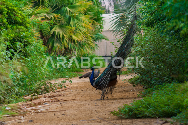 الطاووس الراقص في جدة بالسعودية ، صورة جمالية لطائر الطاووس في محمية طبيعية بالسعودية ، جمال المناظر الطبيعية في المملكة العربية السعودية ، طائر الطاووس الجميل ، طائر الطاووس ينشر ريشه الرائع والجذاب