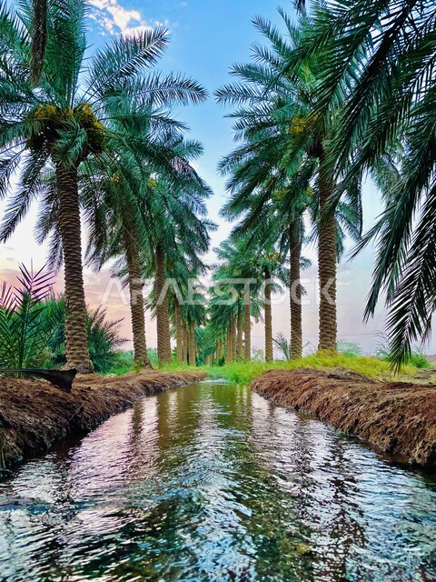 صورة جمالية لمزرعة الحبردي في محافظة البدائع بمنطقة القصيم بالمملكة العربية السعودية ، السياحة في السعودية ، مزرعة الحبردي ذات إطلالة خلابة وبحيرتها الإصطناعية ، أماكن سياحية ترفيهية بالسعودية 