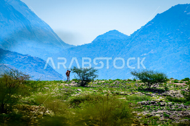 جمل يقف في وسط منظر طبيعي في مدنية الطائف بالمملكة العربية السعودية، الاشجار والجبال، مناظر طبيعية خلابة، جمال الطبيعة في السعودية، السياحة في السعودية