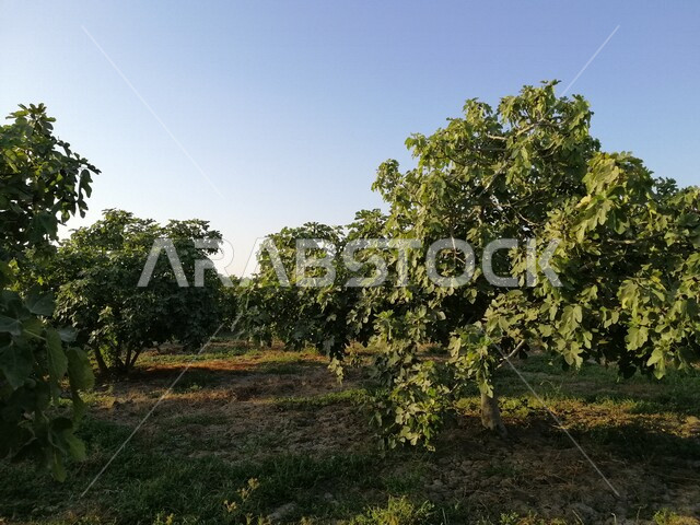 صورة لأشجار التين ، أوراق شجرة التين الخضراء ، فاكهة التين الصحية ، ،أراضي زراعيه خضراء ، اشجار ومحاصيل زراعية ، شجرة التين الخضراء