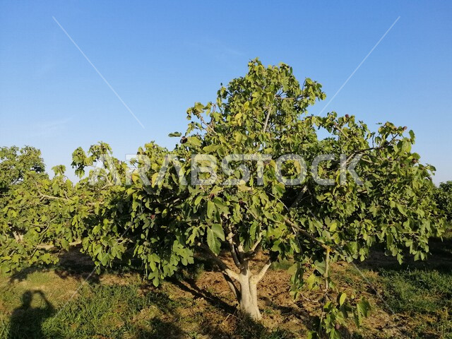 صورة لأشجار التين ، أوراق شجرة التين الخضراء ، فاكهة التين الصحية ، ،أراضي زراعيه خضراء ، اشجار ومحاصيل زراعية ، شجرة التين الخضراء