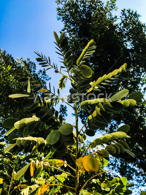 صورة مقربة للأشجار والنباتات الخضراء في المملكة العربية السعودية ، خلفية للطبيعة ،  زراعة الأشجار والنباتات الخضراء الطبيعية