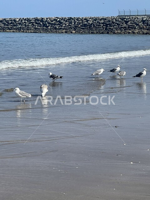 A picture of the seashore in the Sultanate of Oman, coastal places in the Sultanate of Oman, the seashore, the sea of the Sultanate of Oman, seagulls on the shore of the Sea of Oman, tourism in the Sultanate of Oman, the beaches of Oman