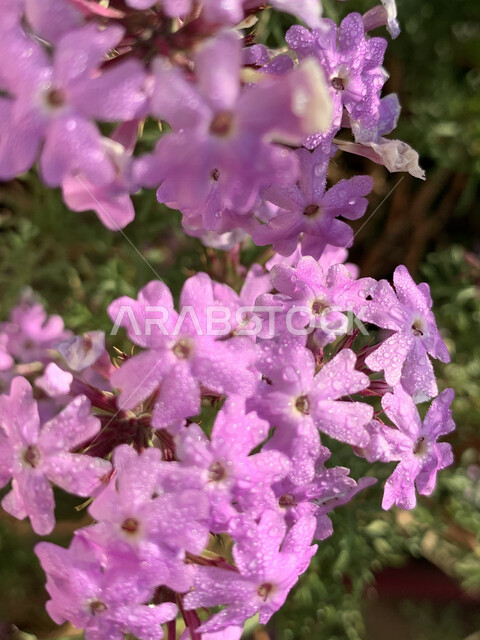Close-up picture of beautiful aromatic roses blooming in nature with raindrops, nature in Saudi Arabia, planting flowers and natural roses, nature background, beautiful colorful roses