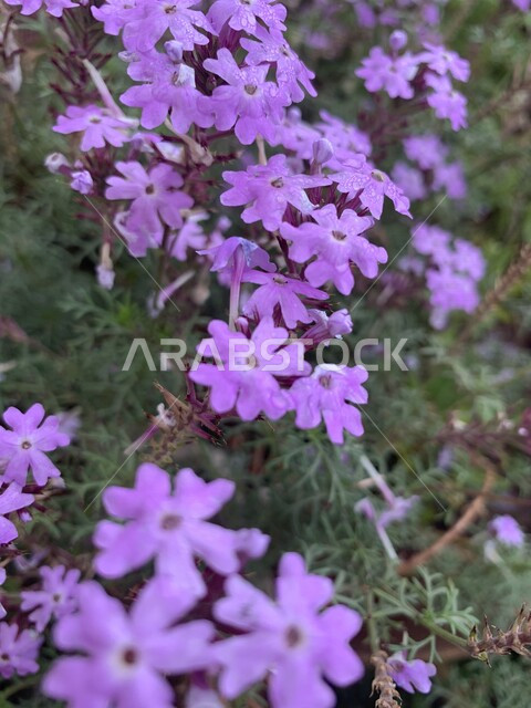 Close-up picture of beautiful aromatic roses blooming in nature with raindrops, nature in Saudi Arabia, planting flowers and natural roses, nature background, beautiful colorful roses