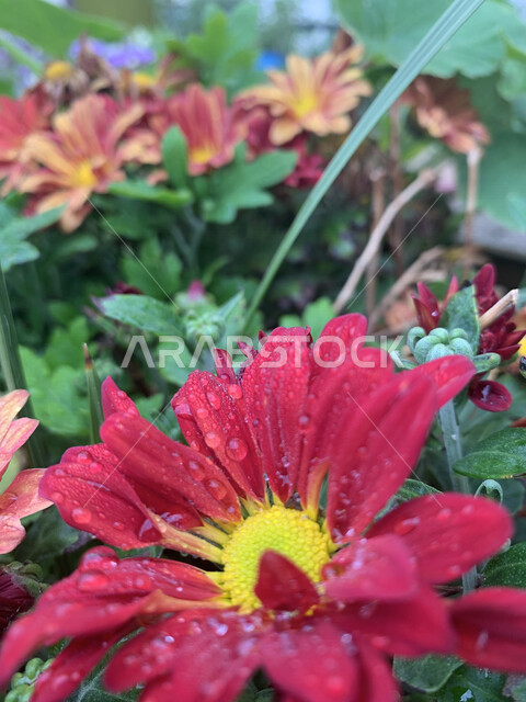 صورة مقربة لورود عطرية جميلة متفتحة في الطبيعة مع قطرات المطر ، الطبيعة في السعودية ، زراعة الازهار والورود الطبيعية ، خلفية للطبيعة ، ورود ملونة جميلة