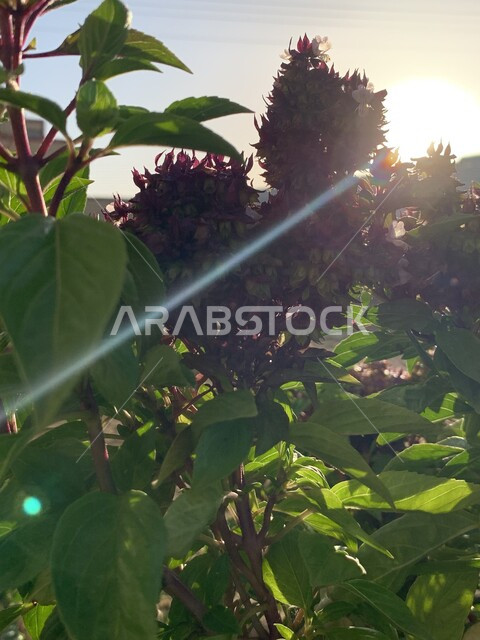 صورة إبداعية لشروق الشمس بين الطبيعة الخضراء في السعودية ، زراعة الأزهار والورود الطبيعية الجميلة ، خلفية للطبيعة