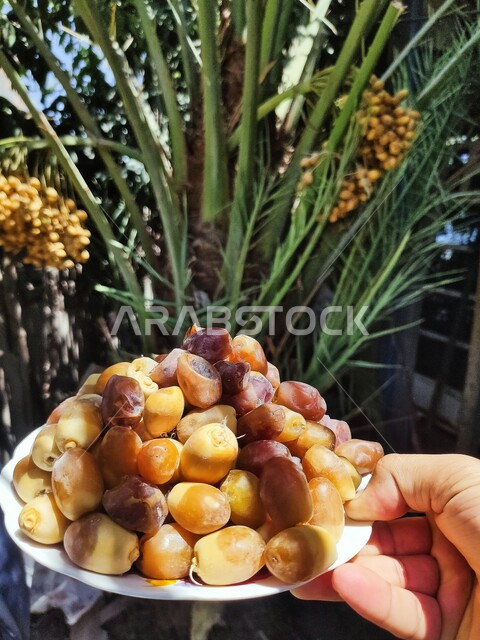 صورة لطبق مليئ بالبلح الاصفر ، أشجار النخيل المثمرة في المملكة العربية السعودية ، موسم حصاد التمور ، مزرعة النخيل ، اراضي زراعية 