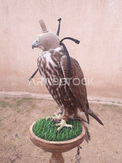 صورة من الخلف لصقر جير شاهين يقف على فخارة بها أعشاب ذو مخالب منحنية و منقار قوي ،  معصوب العينين ، أسرع طيورفي العالم ، طيور جارحة ، طيور حادة