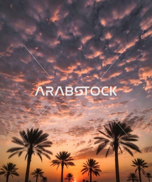 منظر طبيعي في المملكة العربية السعودية وقت الغروب، ألوان دافئة تملأ السماء، اشجار النخيل ، ضوء ذهبي يلامس الأرض، خلفية  الطبيعة وسكون المساء.
