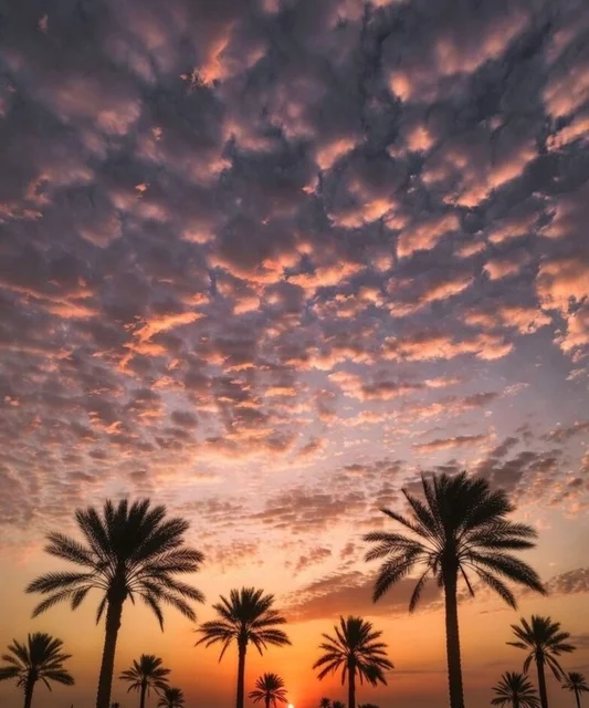 منظر طبيعي في المملكة العربية السعودية وقت الغروب، ألوان دافئة تملأ السماء، اشجار النخيل ، ضوء ذهبي يلامس الأرض، خلفية  الطبيعة وسكون المساء.