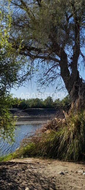 صورة جمالية لأشجار بجانب بحيرة وقت النهار ، اطلالة ساحرة للطبيعة الخلابة ، أماكن طبيعية سياحية جميلة