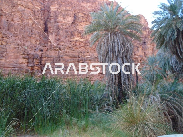 النباتات البرية الخضراء في المناطق الصحراوية، معالم اثرية تاريخية قديمة مشهورة في المملكة العربية السعودية، سلسلة الجبال والتكوينات والتشكلات الصخرية في وادي الديسة في منطقة تبوك، الاهتمام بالزراعة والتشجير في المدن السياحية