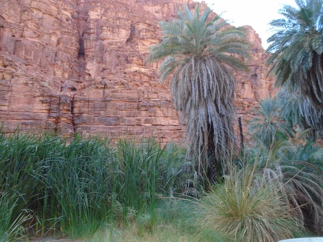 النباتات البرية الخضراء في المناطق الصحراوية، معالم اثرية تاريخية قديمة مشهورة في المملكة العربية السعودية، سلسلة الجبال والتكوينات والتشكلات الصخرية في وادي الديسة في منطقة تبوك، الاهتمام بالزراعة والتشجير في المدن السياحية