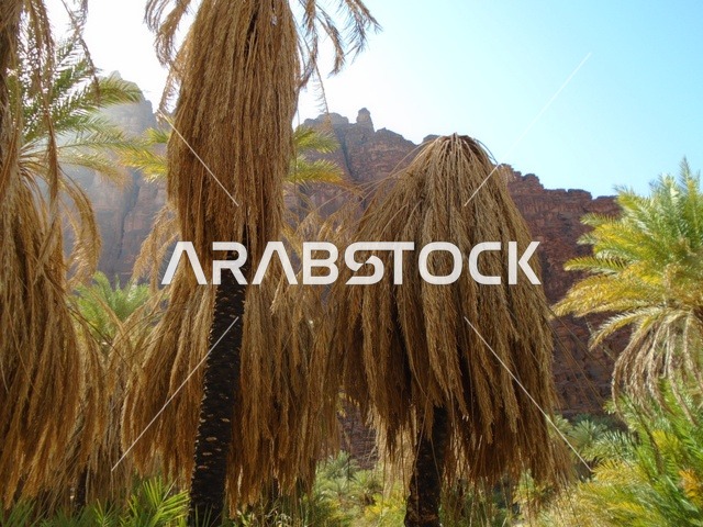 النباتات البرية الخضراء في المناطق الصحراوية، معالم اثرية تاريخية قديمة مشهورة في المملكة العربية السعودية، سلسلة الجبال والتكوينات والتشكلات الصخرية في وادي الديسة في منطقة تبوك، الاهتمام بالزراعة والتشجير في المدن السياحية