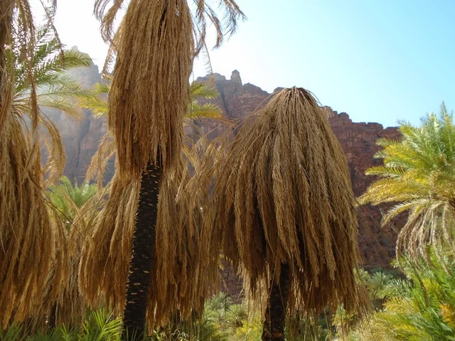 النباتات البرية الخضراء في المناطق الصحراوية، معالم اثرية تاريخية قديمة مشهورة في المملكة العربية السعودية، سلسلة الجبال والتكوينات والتشكلات الصخرية في وادي الديسة في منطقة تبوك، الاهتمام بالزراعة والتشجير في المدن السياحية