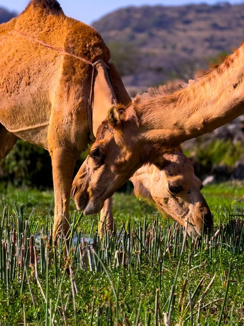 الاهتمام برعاية الثدييات في الخليج، جمال تشتر في منطقة مزروعة بالعشب الاخضر، الشلالات المائية الطبيعية، زراعة الأشجار والنباتات الخضراء، المدن والأماكن السياحية المشهورة, المناظر الطبيعية المتميزة في سلطنة عمان، عين أثوم في محافظة ظفار
