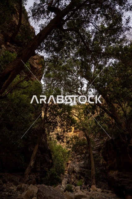 التكوينات الصخرية في وادي لجب بجازان في المملكة العربية السعودية، القمم والمرتفعات الصخرية، الاشجار والنباتات الخضراء، معالم جازان الطبيعية، السياحية في السعودية