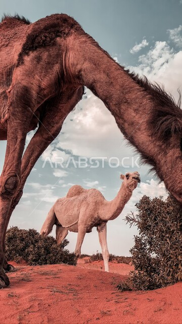صورة لناقة وصغيرها ( قعود ) في مزرعة لتربية الجمال في المملكة العربية السعودية ، تربية الجمال والإبل ، الطبيعة الصحراوية في السعودية